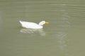 One white duck swimming in pond. White duck floating in water Royalty Free Stock Photo