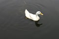 One white duck swimming in the warm summer water Royalty Free Stock Photo
