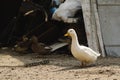 One white duck and two brown ones in the courtyard in the village Royalty Free Stock Photo