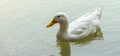 One White Duck in the water Royalty Free Stock Photo
