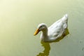 One White Duck in the water Royalty Free Stock Photo