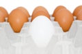 One white egg in cardboard Royalty Free Stock Photo