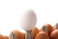 One white egg rises above brown eggs. concept of Concept of racism, intolerance, denial of society