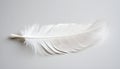 One white feather on a light gray background, close-up Royalty Free Stock Photo