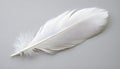 One white feather on a light gray background, close-up Royalty Free Stock Photo