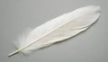 One white feather on a light gray background, close-up Royalty Free Stock Photo