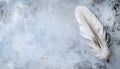 One white feather on a light gray background, close-up Royalty Free Stock Photo