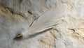 One white feather on a light gray background, close-up Royalty Free Stock Photo
