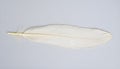 One white feather on a light gray background, close-up Royalty Free Stock Photo