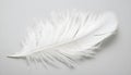 One white feather on a light gray background, close-up Royalty Free Stock Photo