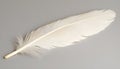 One white feather on a light gray background, close-up Royalty Free Stock Photo
