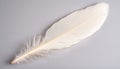 One white feather on a light gray background, close-up Royalty Free Stock Photo