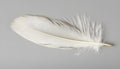 One white feather on a light gray background, close-up Royalty Free Stock Photo