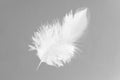 One white feather on light grey background Royalty Free Stock Photo