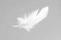 One white feather on light grey background Royalty Free Stock Photo
