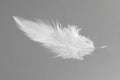 One white feather on light grey background Royalty Free Stock Photo
