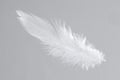 One white feather on light grey background Royalty Free Stock Photo