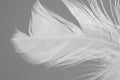 One white feather on light grey background, closeup Royalty Free Stock Photo