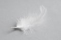 One white feather on light grey background, closeup Royalty Free Stock Photo