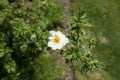 One white five-petaled flower of shrubby cinquefoil