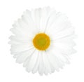 One white flower Royalty Free Stock Photo