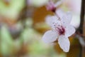 One white flower on a blurred background Royalty Free Stock Photo