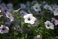 One white flower daisy in the center of the photo with multiple white flowers in the background Royalty Free Stock Photo