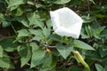 One white flower of Datura innoxia in August Royalty Free Stock Photo