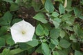 One white flower of Datura innoxia Royalty Free Stock Photo
