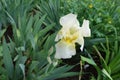 One white flower of Iris germanica Royalty Free Stock Photo