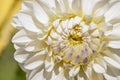 one white flower, macro, many petals, top view