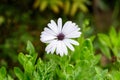 One white flower of Osteospermum plant, commonly know as daisy bushes or African daisies in a in a sunny spring garden, fresh natu Royalty Free Stock Photo