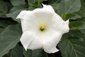 One white flower with water drops