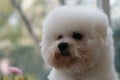 One white fluffy Bichon Frise dog