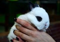 One white fluffy bunny with black ears