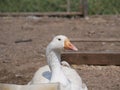 One white goose on a country farm. tamed goose on a Sunny summer day