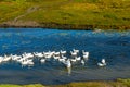 One white goose spreads its wings in a flock of domestic birds floating on a small river with water lilies along the green banks. Royalty Free Stock Photo