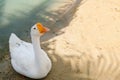 One White gooses in lake