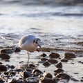 One white and grey seagull is standing on one leg in the water at sunrise and looking away. Royalty Free Stock Photo