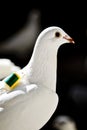 One white homing pigeon Royalty Free Stock Photo
