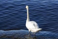 One white king swan Cygnus olor stands on a rocky shore in the waters