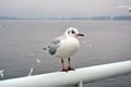 One white larus ridibundus stands on the handrail