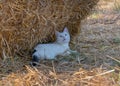 One white lazy cat laying in shade of straw bale and looking on butterfly if field, domestic pet life in countryside Royalty Free Stock Photo