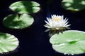 One white lily flower blossom on blue water and green leaves background close up, beautiful waterlily in bloom on pond, lotus Royalty Free Stock Photo