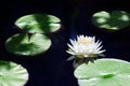 One white lily flower blossom on blue water and green leaves background close up, beautiful waterlily in bloom on pond, big lotus Royalty Free Stock Photo