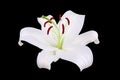 One white lily flower with red stamens and pollen on black background isolated close up, single beautiful blooming lilly flower