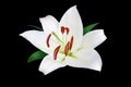 One white lily flower with red stamens, pollen and green leaves on black background isolated closeup, single beautiful lilly macro Royalty Free Stock Photo