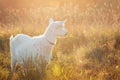 One white little goatling is on a golden meadow