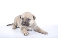 one white little labrador retriever puppy dog of one month on white background Royalty Free Stock Photo