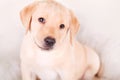 One white little labrador retriever puppy dog of one month on white background Royalty Free Stock Photo